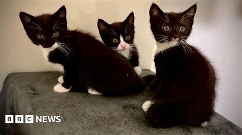 RSPCA forced to pay for emergency shelter for homeless .